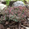 Sedum 'Sunsparkler Blue Elf' - Kukehari 'Sunsparkler Blue Elf' C1/1L